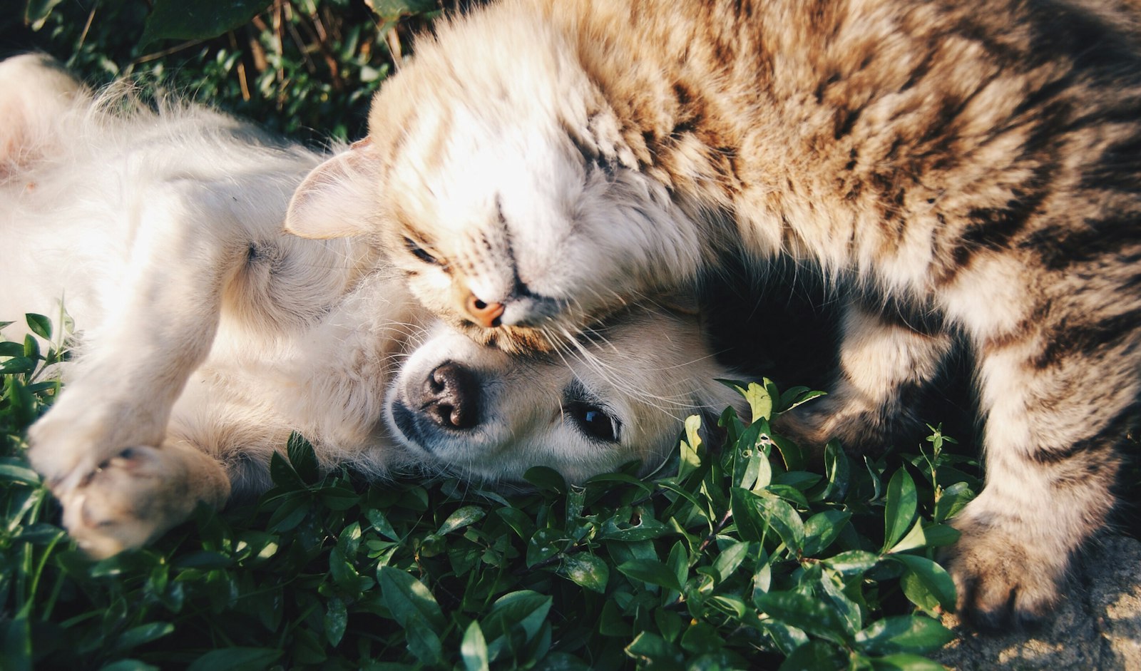 Golden retriever and cat at home with a smart pet feeder