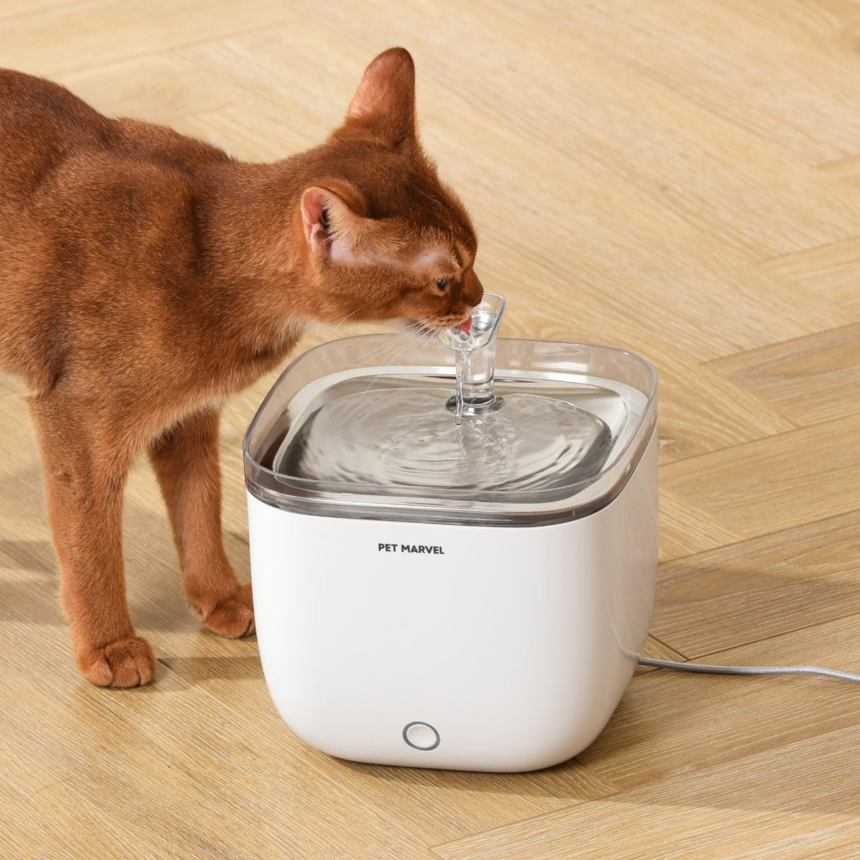 Cat drinking from a white smart pet water fountain